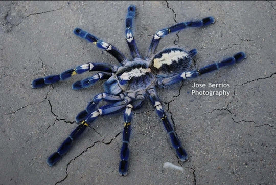 Poecilotheria metallica .75'' Gooty Ornamental