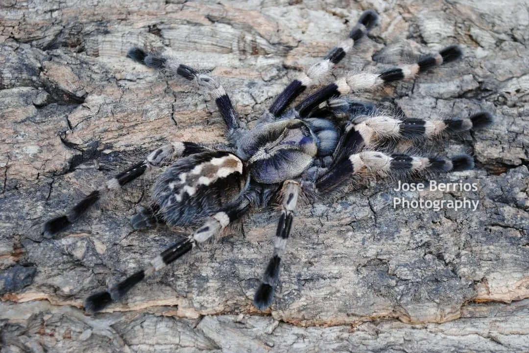 Poecilotheria miranda Bengal Spotted Ornamental 1.25"
