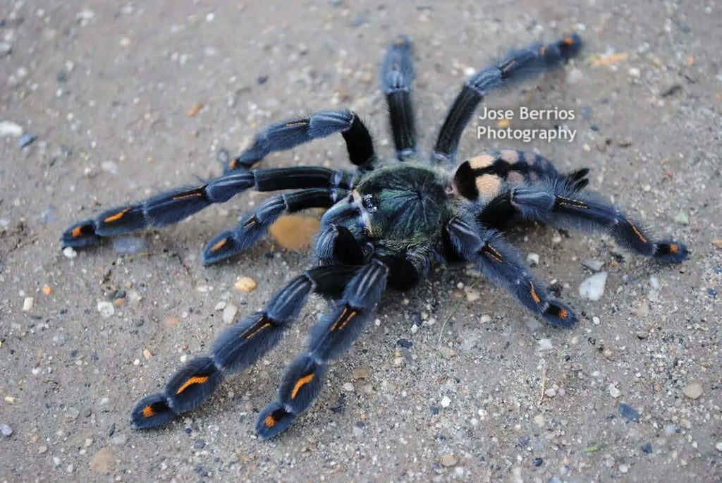 Psalmopoeus-irminia-Venezuelan