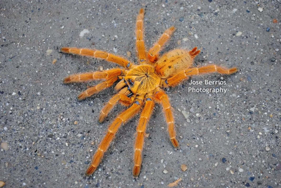 Pterinochilus murinus Orange Baboon Obt 2''
