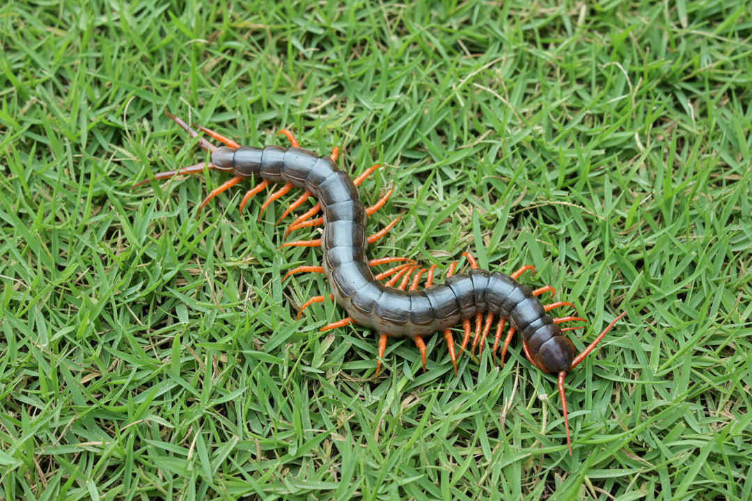 Scolopendra subspinipes Vietnamese Centipede Adult