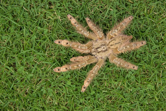Stromatopelma calceatum feather leg baboon tarantula 1"