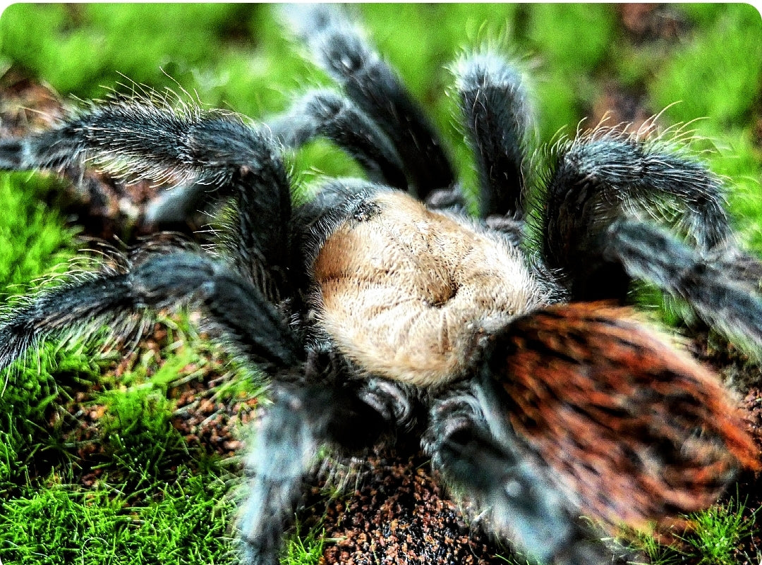 Brachypelma albiceps Mexican Golden Red Rump 4''