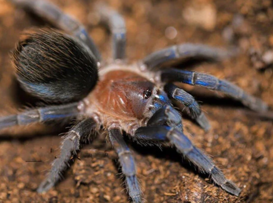 New World Tarantulas