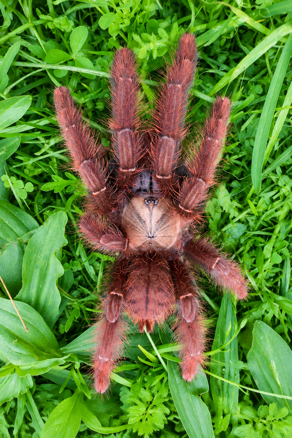 Phormingochilus sp. 'Sabah Red' Sabah Red Earth-tiger 1"