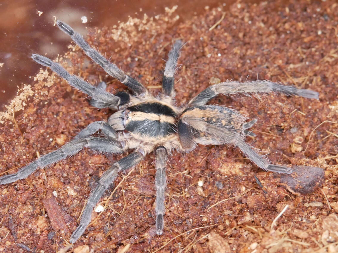 Thalerommata yukpa  Cesar Gold Stripe .5''