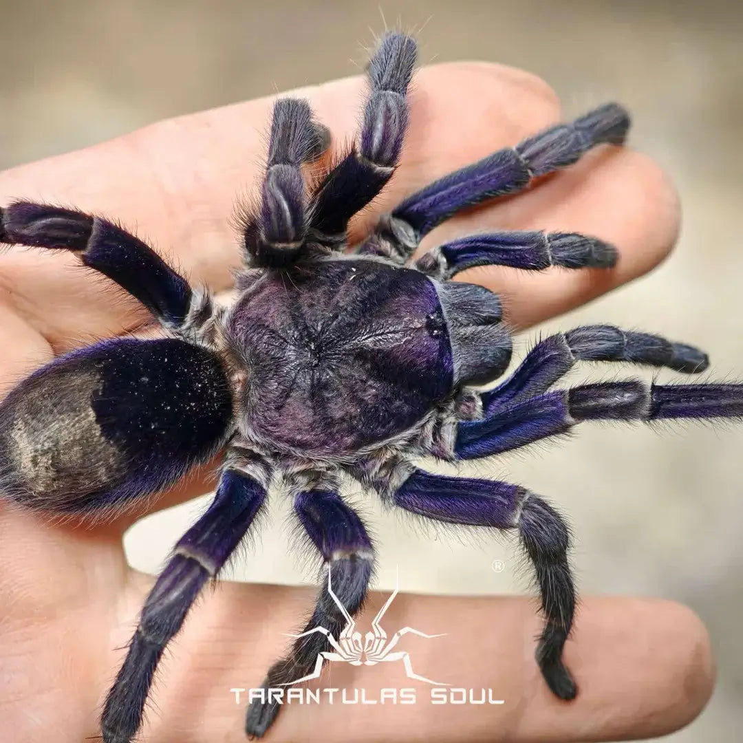 Theraphosinae sp 'Grape' .5''
