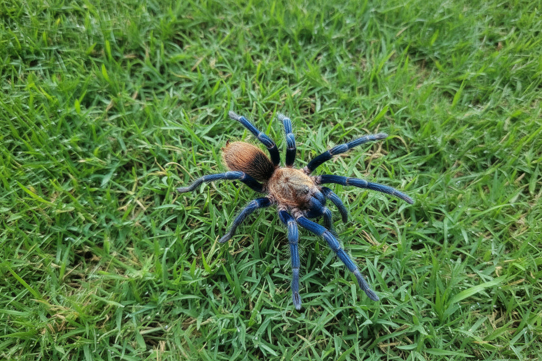 Theraphosinae sp 'Blue' Highland Blue 1.25"