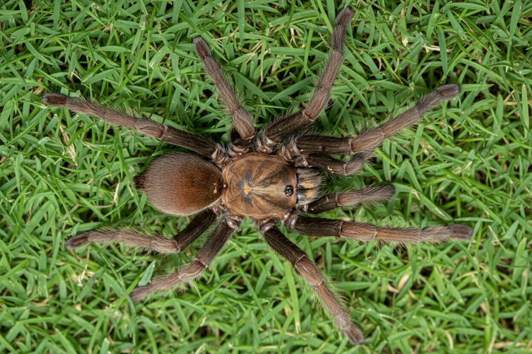 Thrigmopoeus truculentus Lesser Goa Mustard 1"