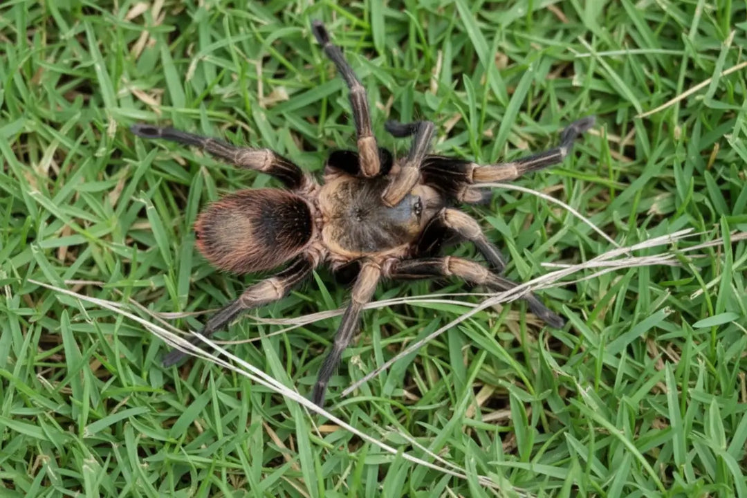 Thrixopelma sp Loque .75''