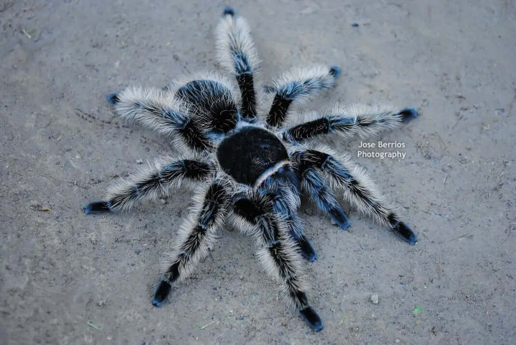Tliltocatl albopilosus Honduran curlyhair tarantula