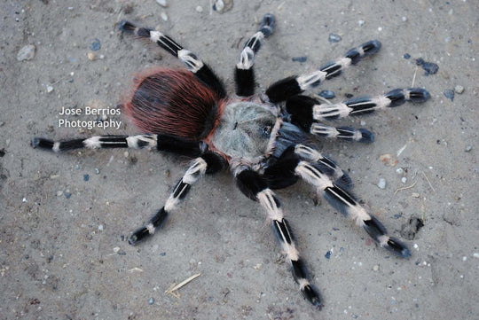 Vitalius  (Nhandu) chromatus Brazilian red & white tarantula .25''