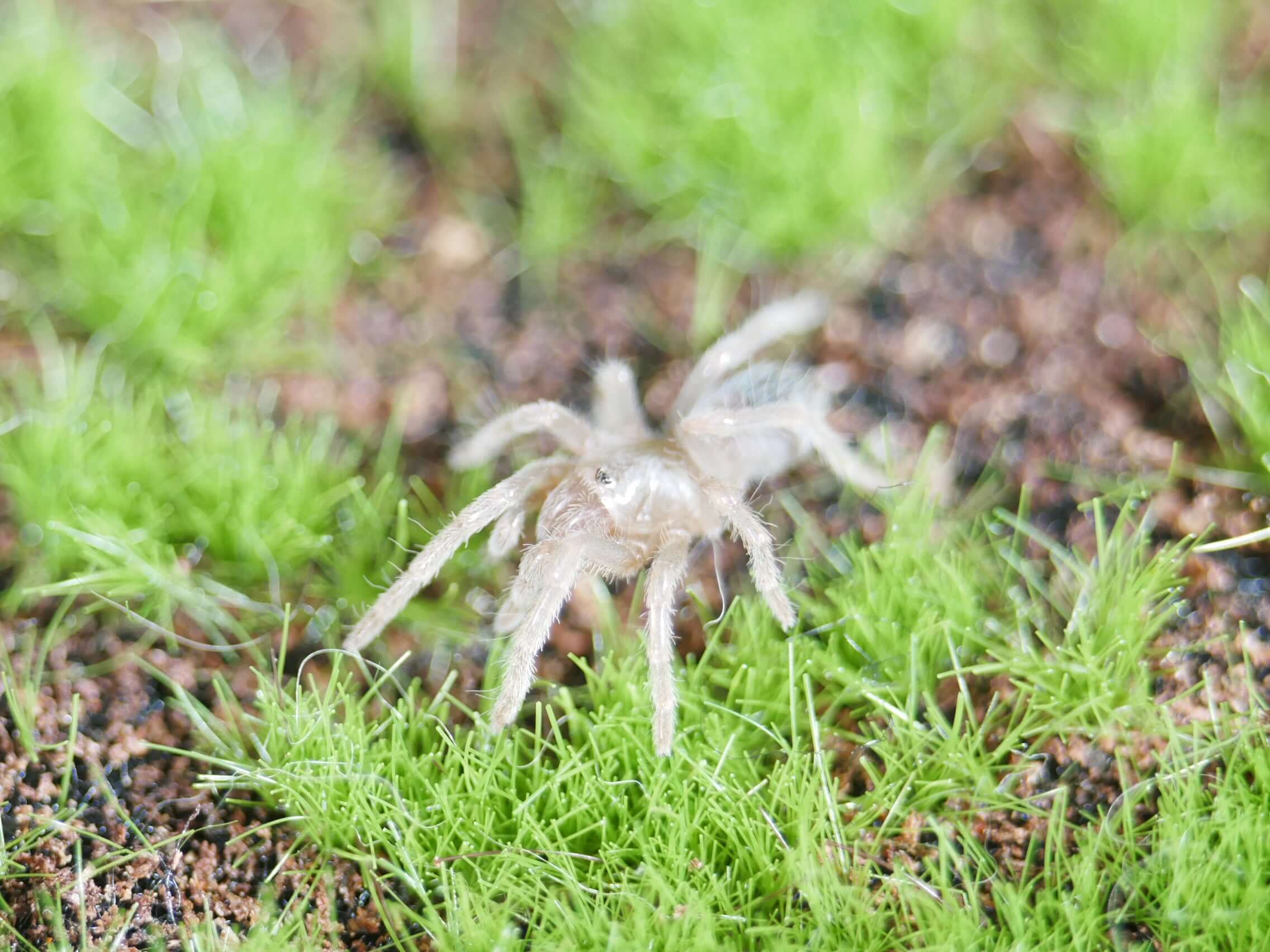 Vitalius tripepii Brazilian Giant Blonde tarantula