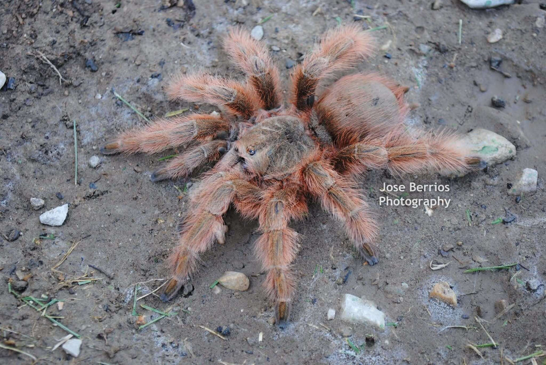 Vitalius (Nhandu) tripepii Brazilian Giant Blonde tarantula 3''