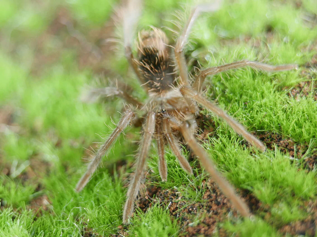 Xenesthis intermedia  amazon blue bloom tarantula Tarantula 2''