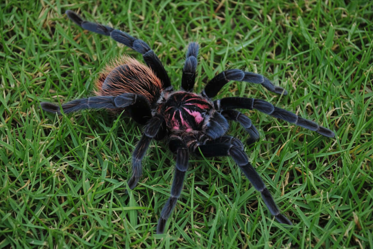 New World Tarantulas - page- 3