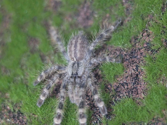Poecilotheria regalis Indian Ornamental Tarantula .75-1''