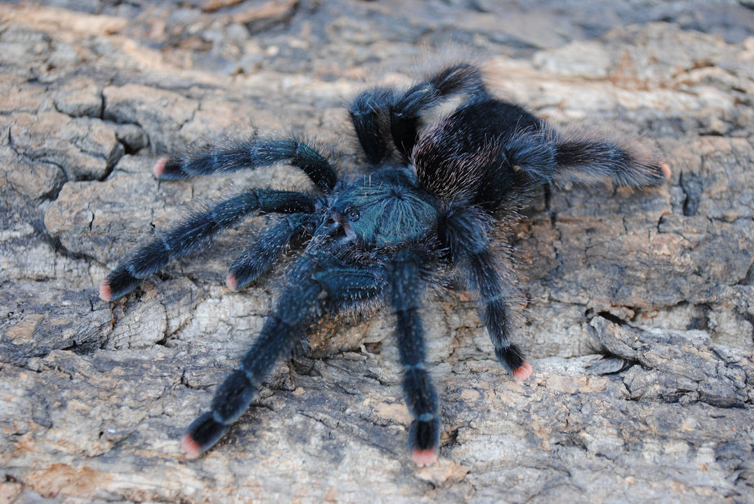 Avicularia avicularia Guyana Pink Toe 2''