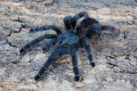Avicularia avicularia Guyana Pink Toe 2''