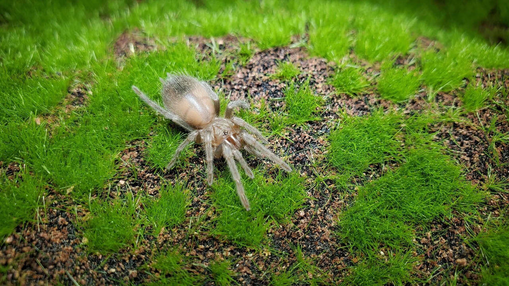 Tliltocatl vagans Mexican red rump tarantula .25''