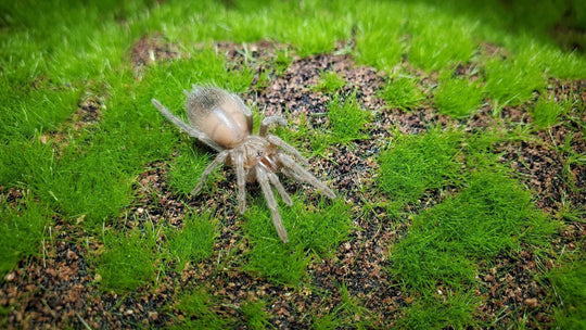 Tliltocatl vagans Mexican red rump tarantula .25''