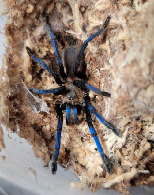 Old World Tarantulas