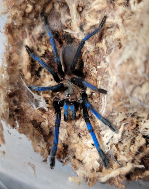 Birupes simoroxigorum Bornean Neon Blue-leg Tarantula .5''