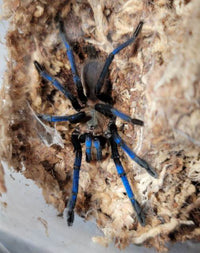 Birupes simoroxigorum Bornean Neon Blue-leg Tarantula .75"