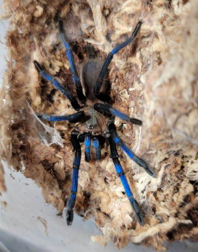 Birupes simoroxigorum Bornean Neon Blue-leg Tarantula .75"