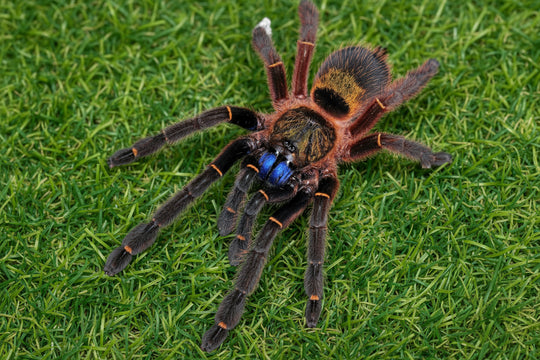 Ephebopus cyangnathus Blue Fang Skeleton .5''