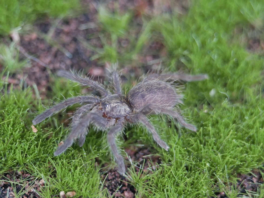 a rear horned baboon spider on green grass and moss