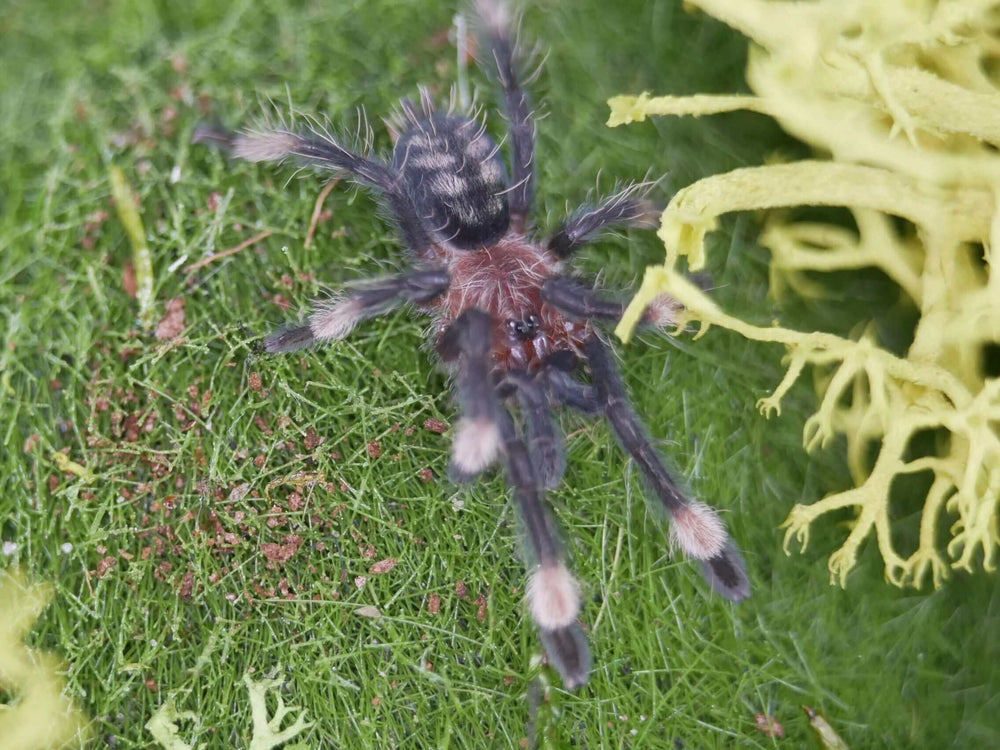 Psalmopoeus irminia  Venezuelan sun tiger tarantula .5"