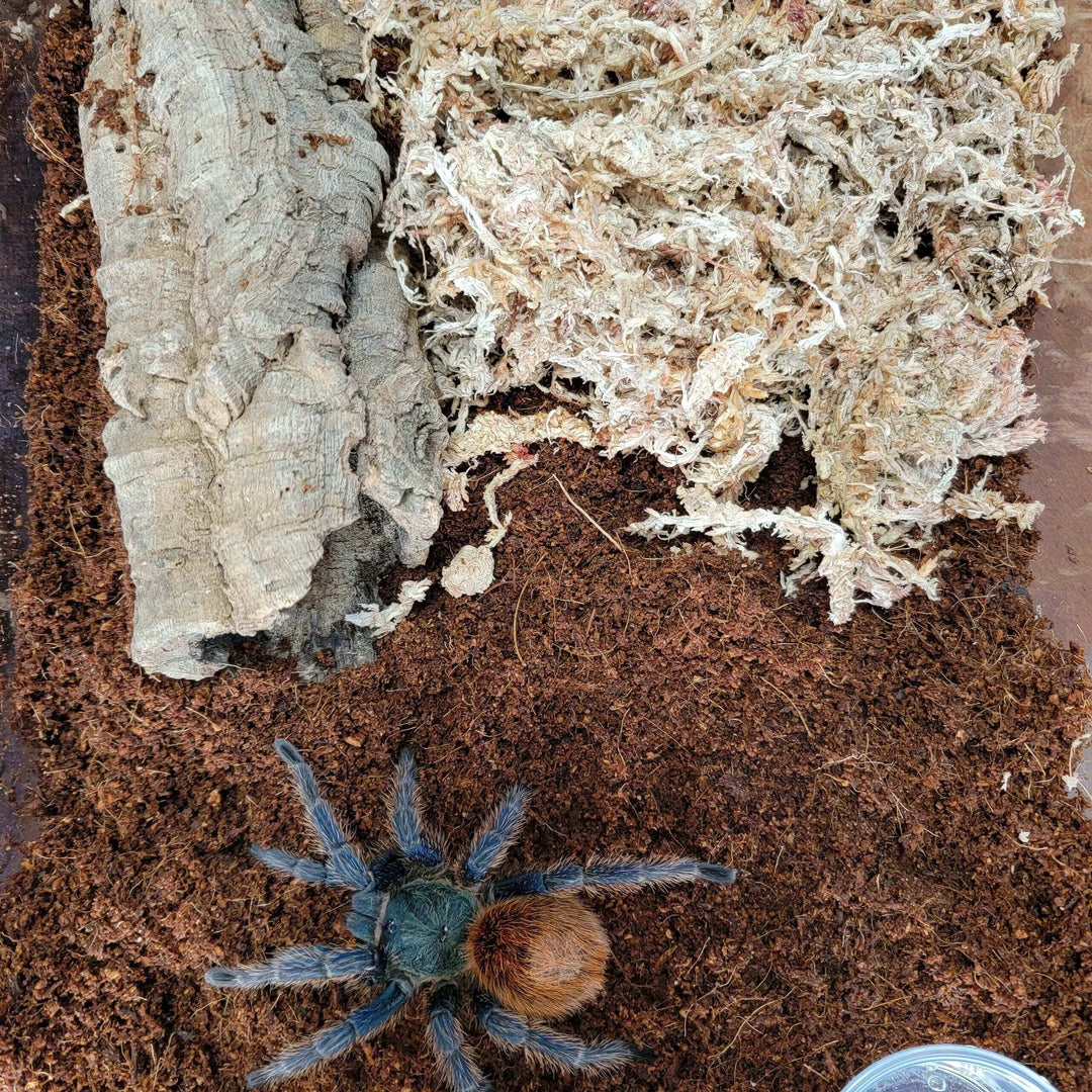 Chromatopelma cyaneopubescens 2.5'' Green Bottle Blue Gbb