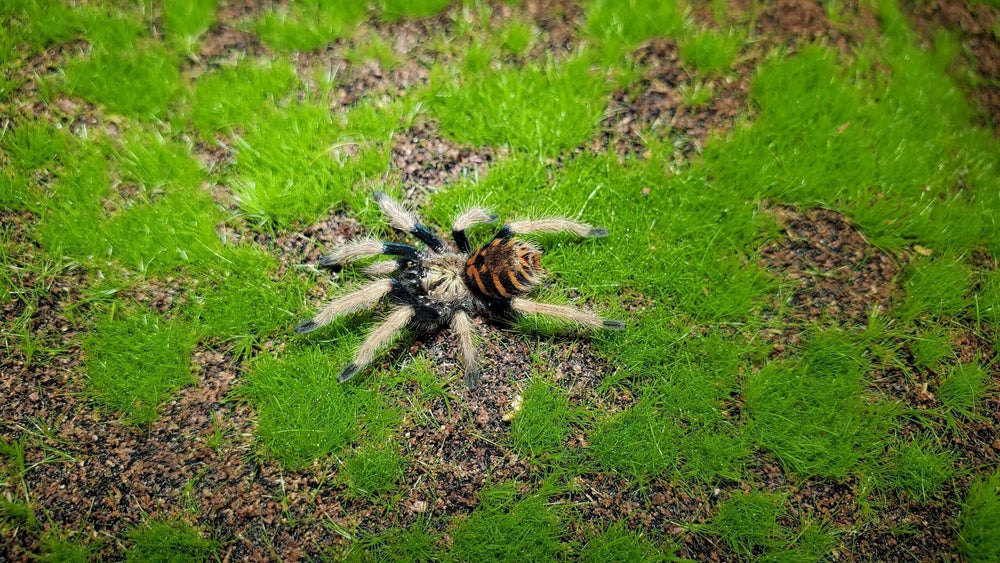Chromatopelma cyaneopubescens Green Bottle Blue Gbb .75''