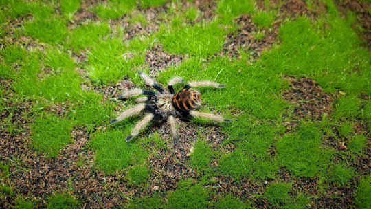 Chromatopelma cyaneopubescens Green Bottle Blue Gbb .75''