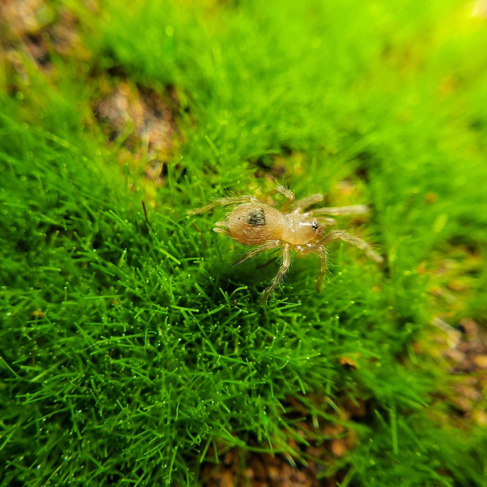 Vitalius  (Nhandu) chromatus Brazilian red & white tarantula .5''