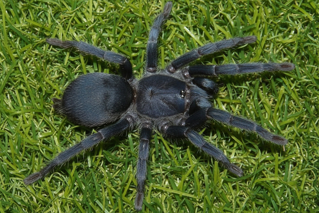 Chaetopelma olivaceum Middle East Gold .75''