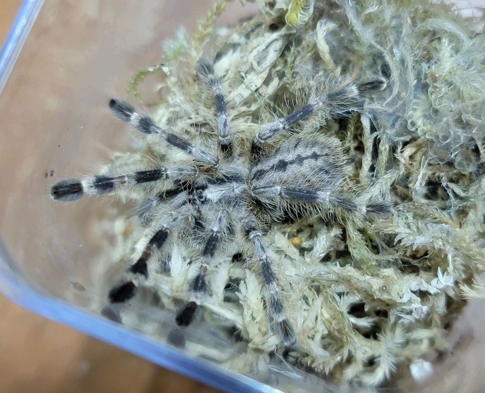 Poecilotheria miranda Bengal Spotted Ornamental 1"