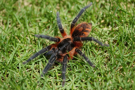 Davus sp panama Lava Spider .5''