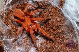 Orphnaecus philippinus  Philippine tangerine Tarantula 1''