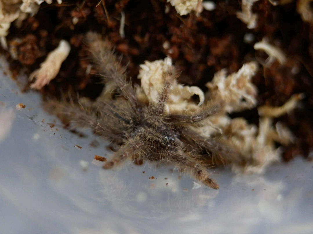 Stromatopelma calceatum feather leg baboon tarantula 2"