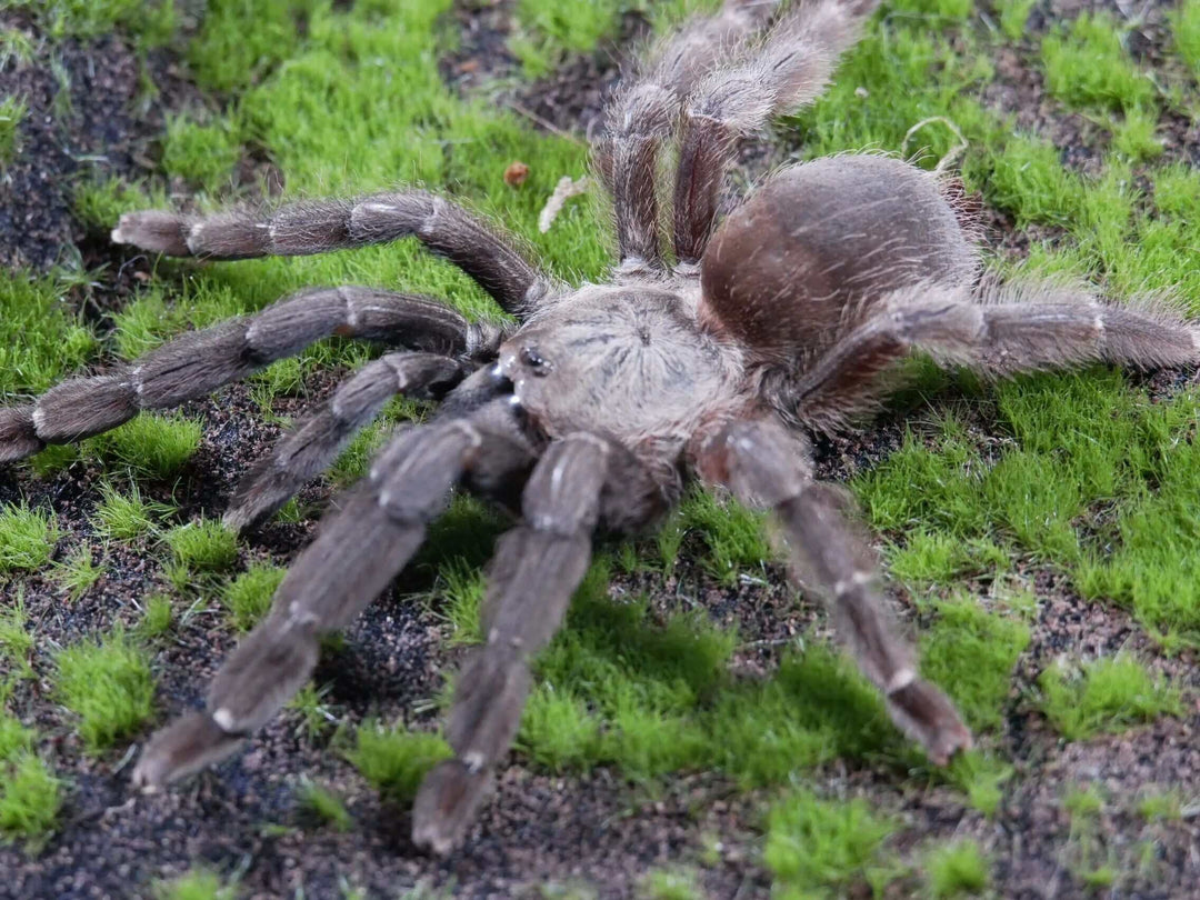 Psalmopoeus reduncus Costa Rican orange mouth tarantula 1''