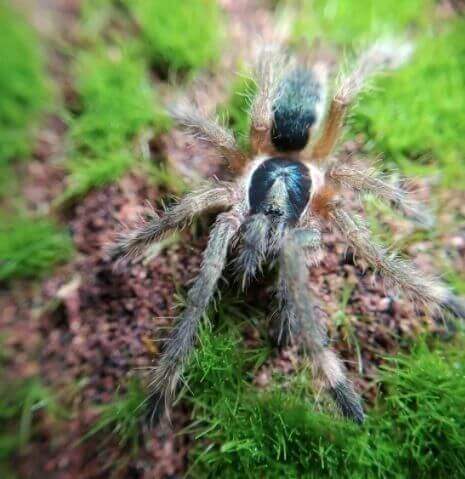 Neoholothele incei Trinidad Olive .75''