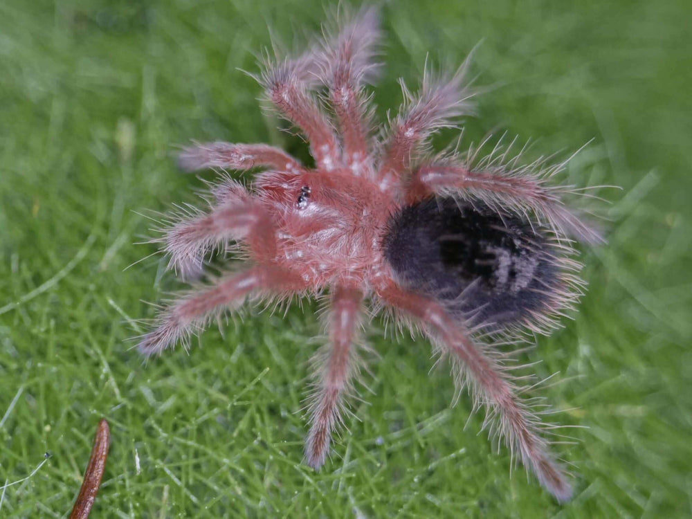Grammostola pulchripes Chaco goldenknee tarantula 1.5''