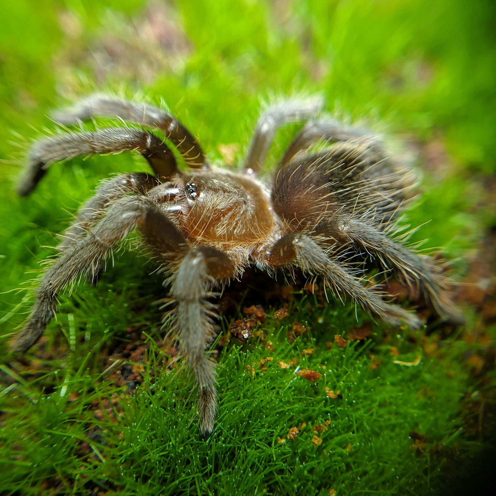 Tliltocatl albopilosum Honduran curlyhair tarantula .25''