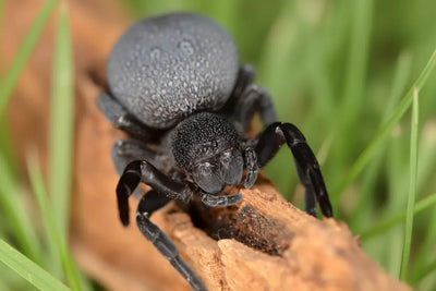 Eresus walckenaeri 1/32'' Velvet Spider
