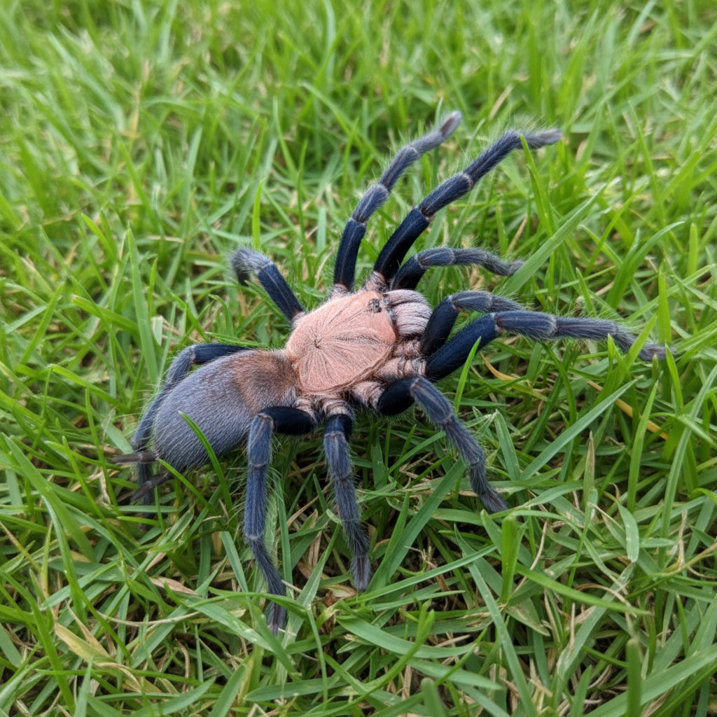 Orphnaecus sp 'Kordillera' Kordillera Blue .5''