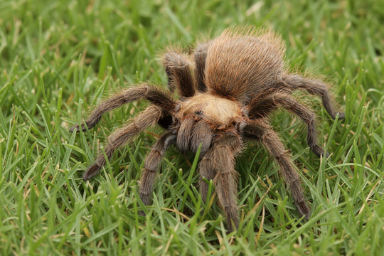 Aphonopelma hentzi Oklahoma Brown Tarantula .25"