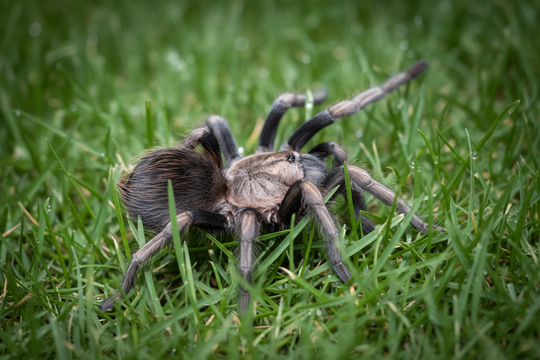 Lasiodorides polycuspulatus Peruvian Blonde .5''