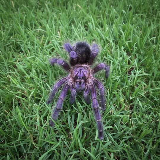 Avicularia purpurea Purple Pinktoe .5"